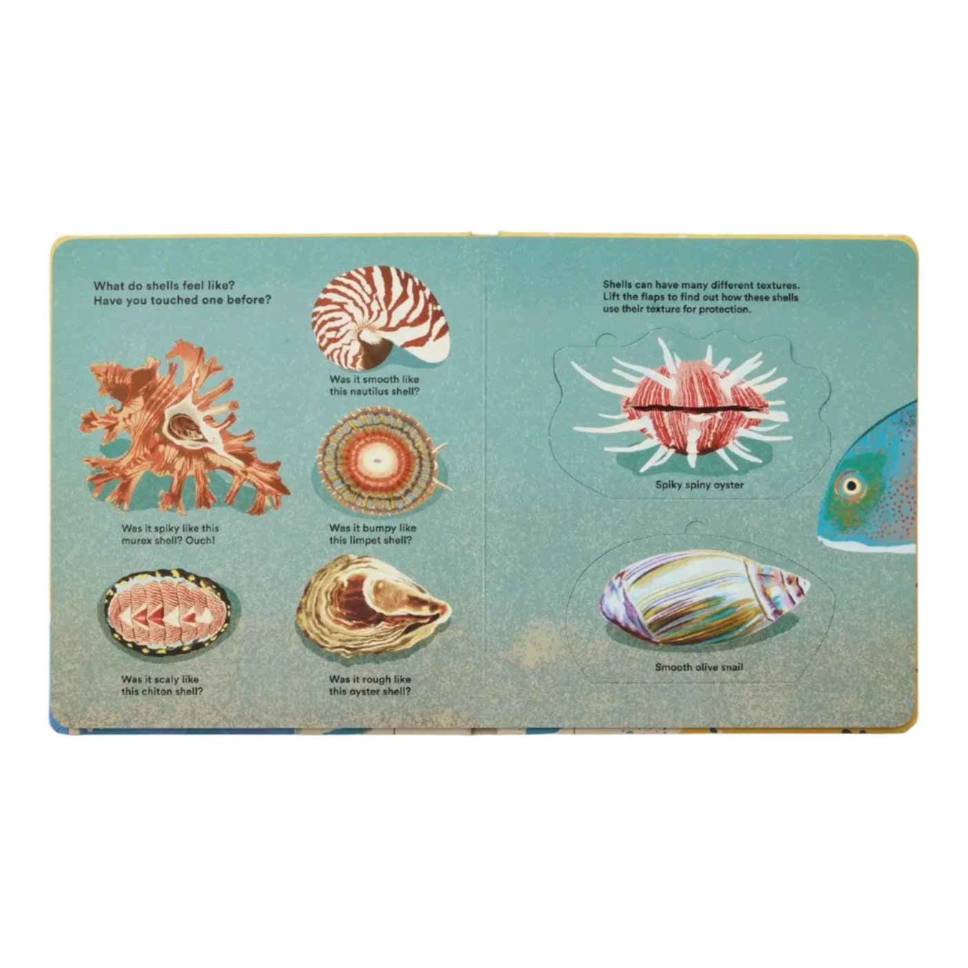 Shells... And What They Hide Inside