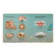 Shells... And What They Hide Inside