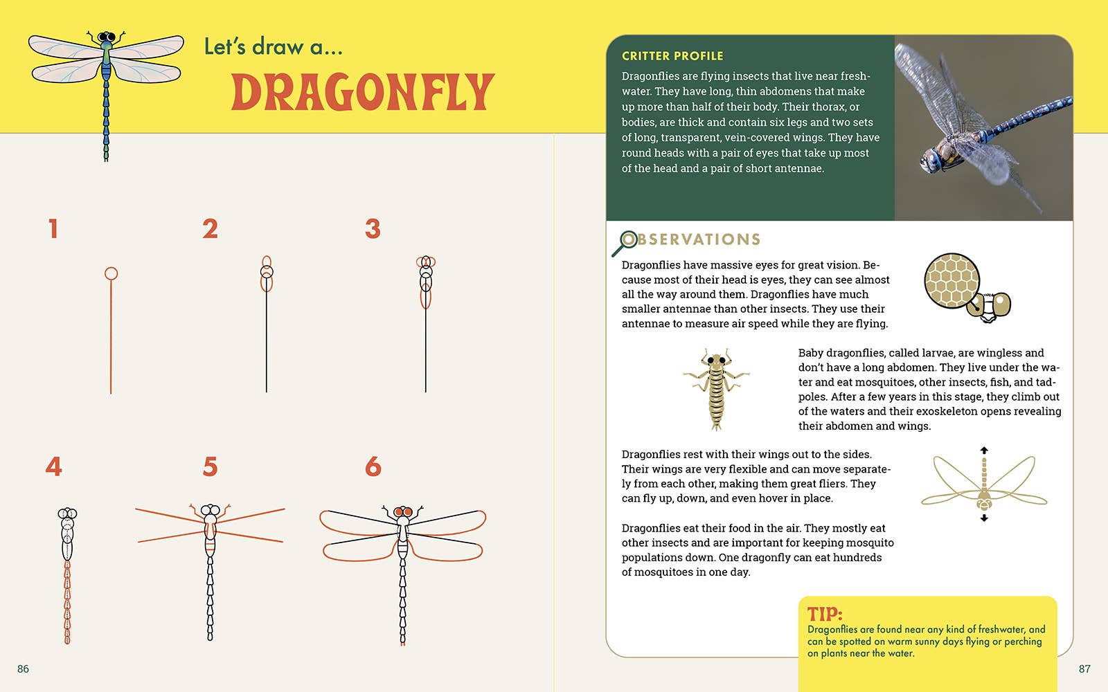 The Nature Explorer's Drawing Guide For Kids