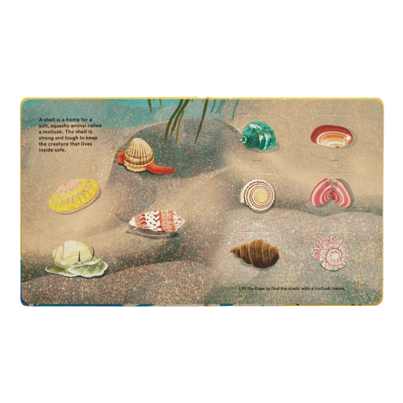 Shells... And What They Hide Inside