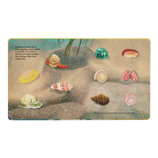 Shells... And What They Hide Inside