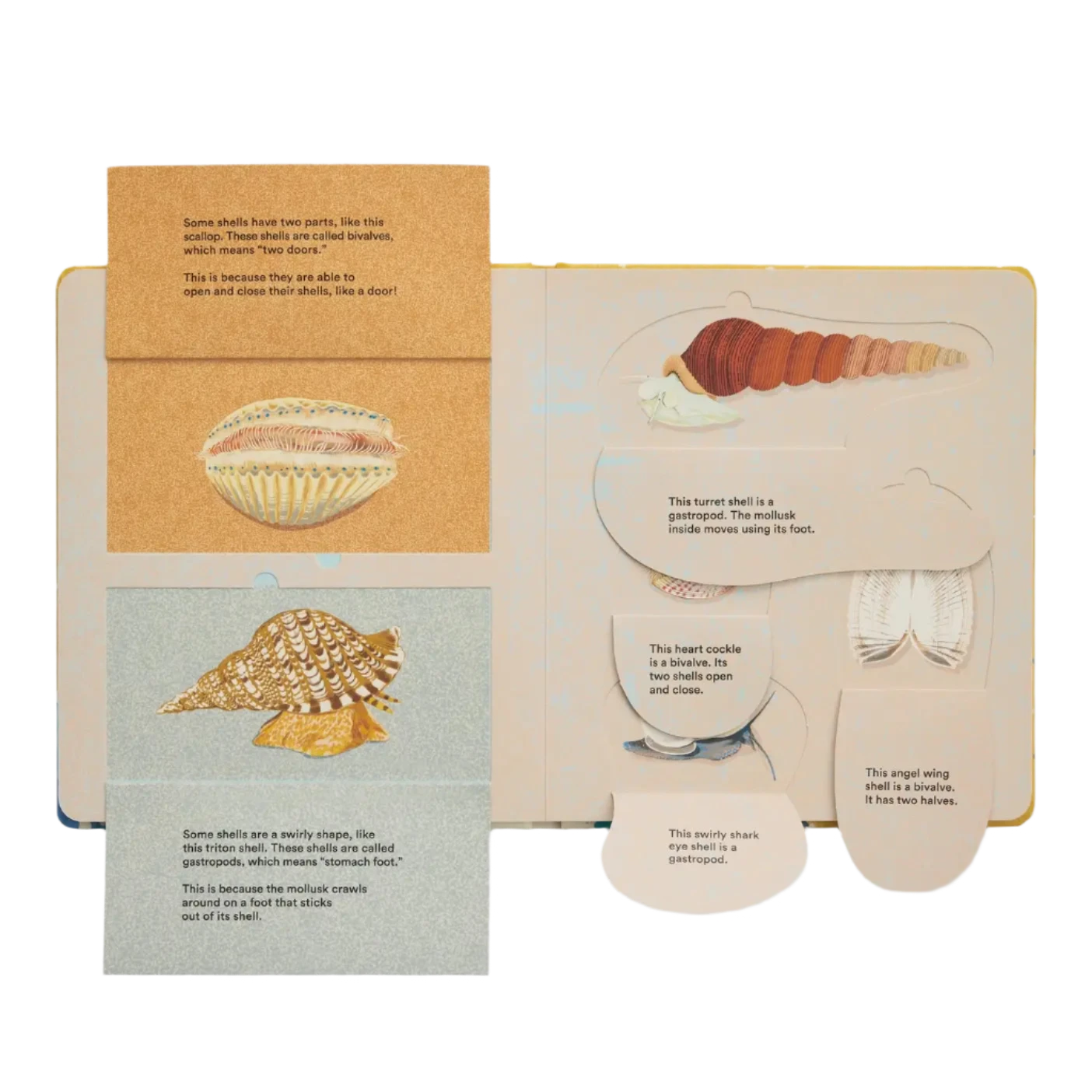 Shells... And What They Hide Inside