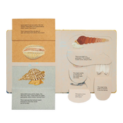 Shells... And What They Hide Inside