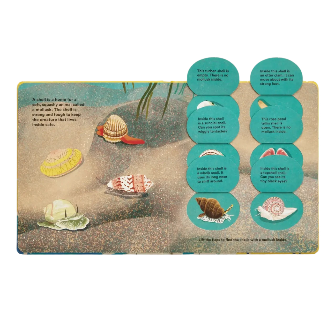 Shells... And What They Hide Inside