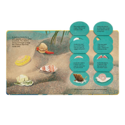 Shells... And What They Hide Inside