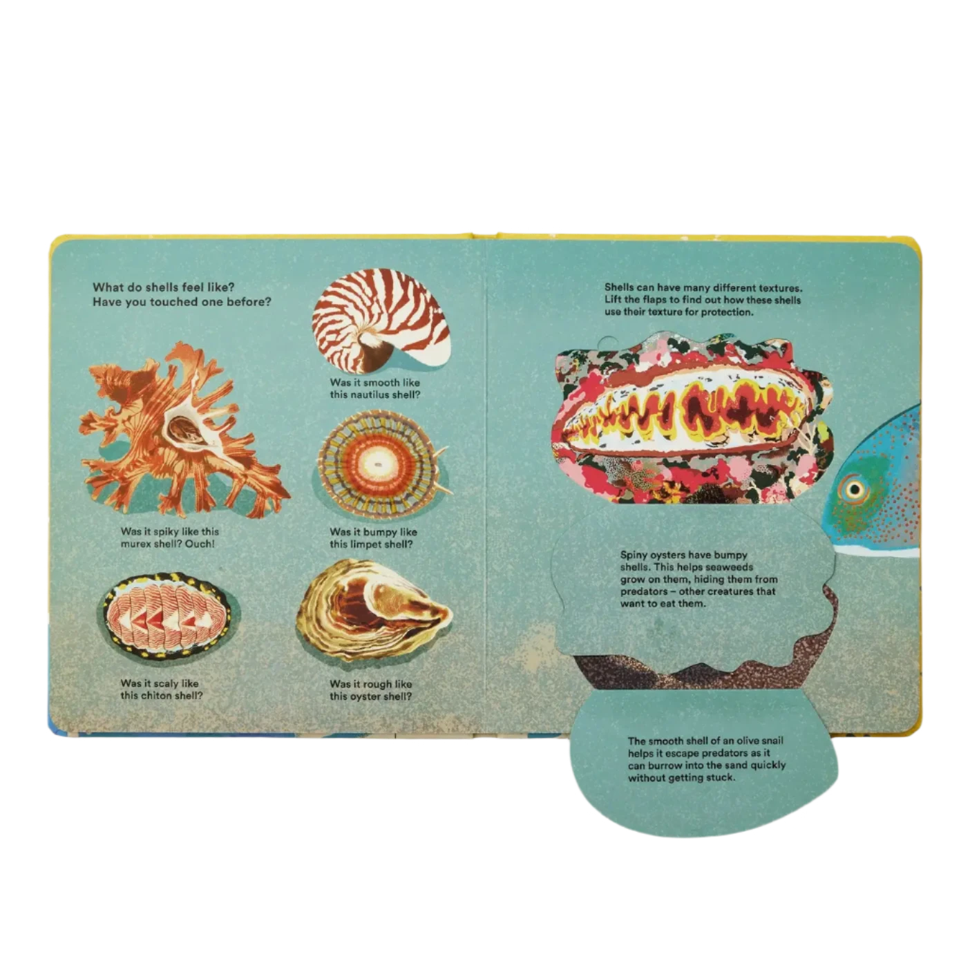 Shells... And What They Hide Inside