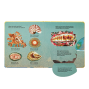 Shells... And What They Hide Inside