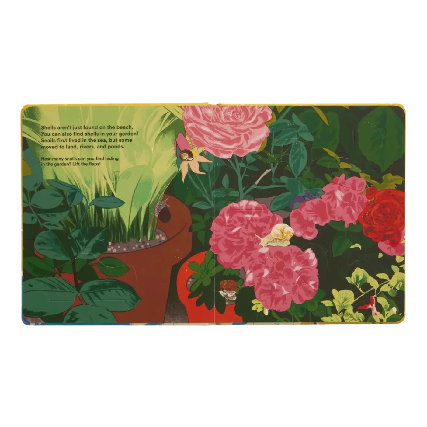 Shells... And What They Hide Inside