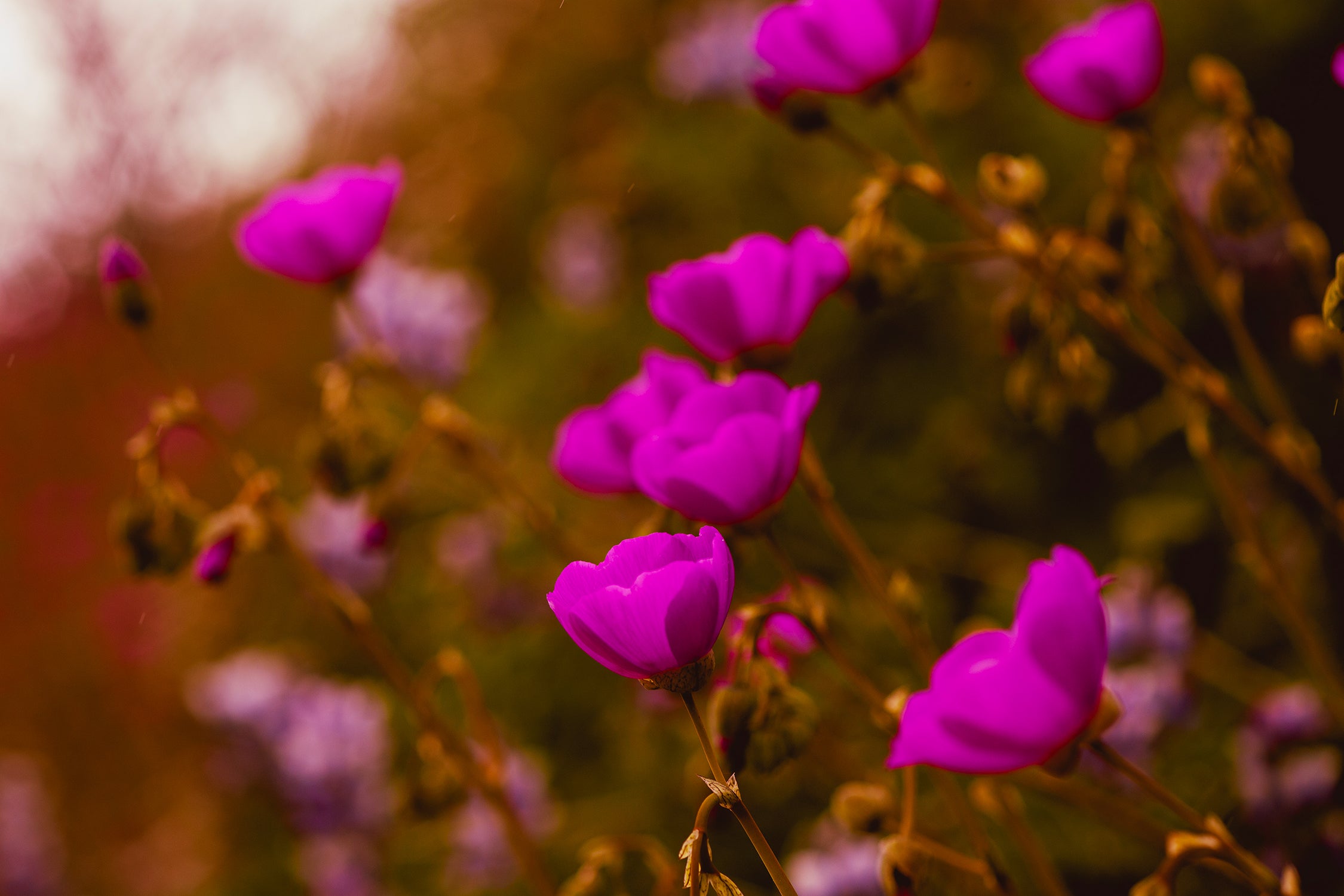 Purple-2-Botanical-Ventura-IMG_8019-zahigian-arthouseandco-web.jpg