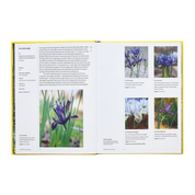 A Year In Bloom: Flowering Bulbs For Every Season