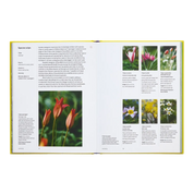 A Year In Bloom: Flowering Bulbs For Every Season