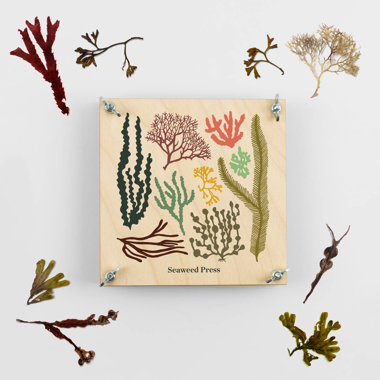 Seaweed Press - Craft Kit