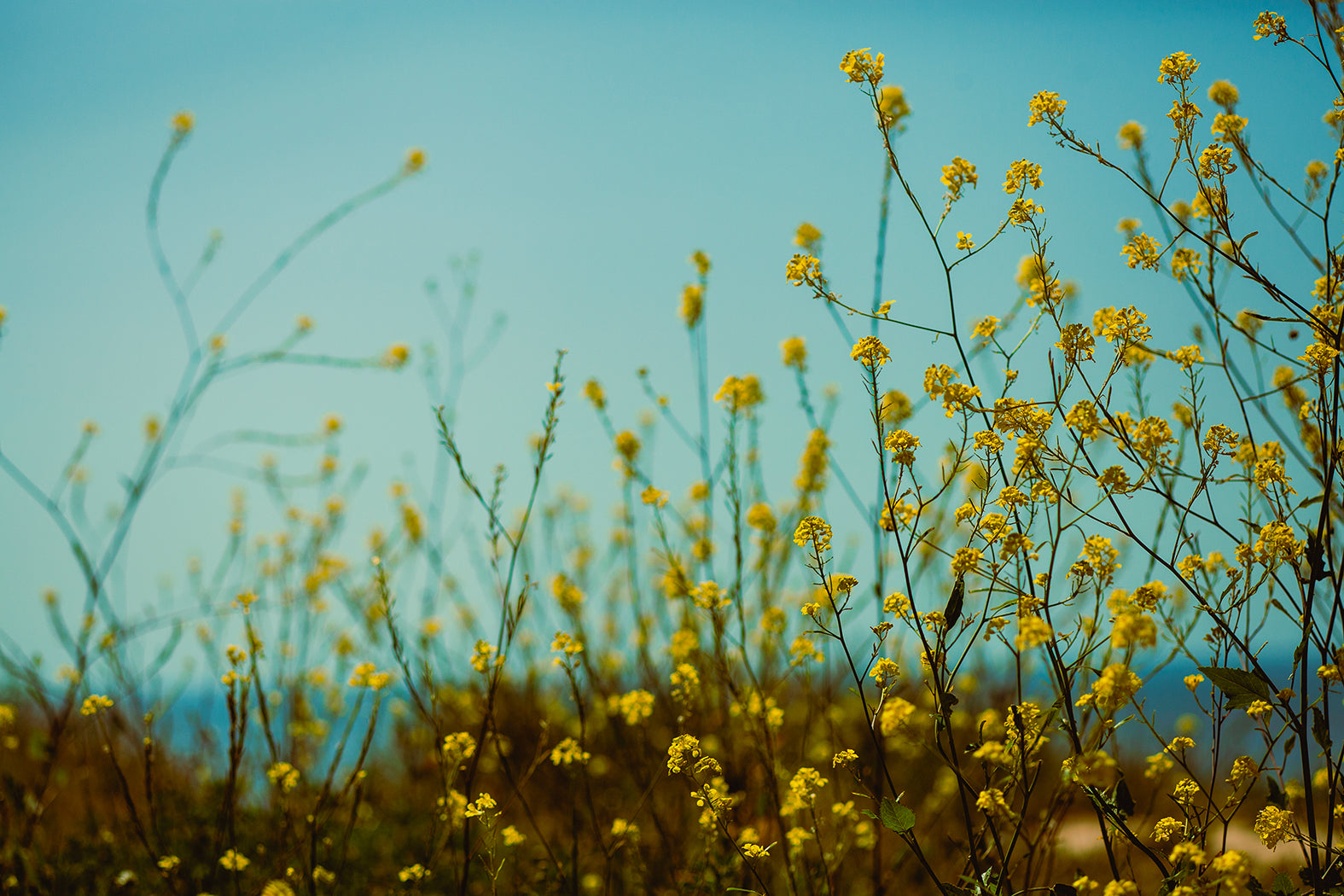 Bluffside in Blue, Fine Art Print