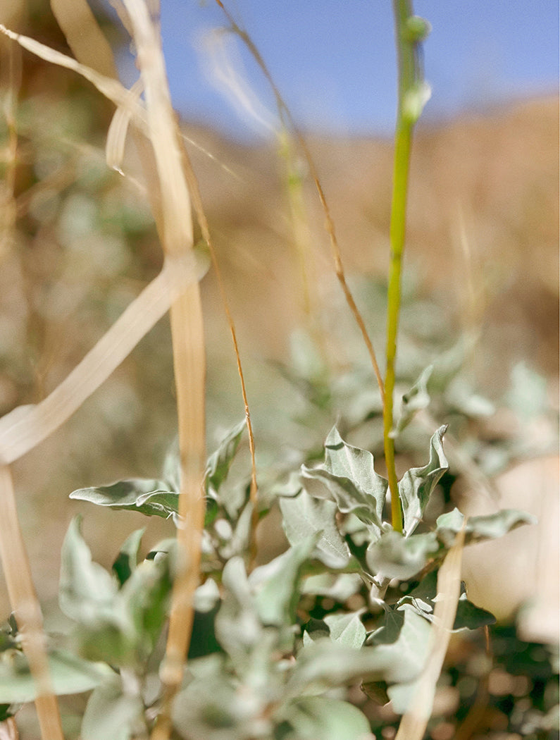 Desert Study, no.2, Fine Art Print