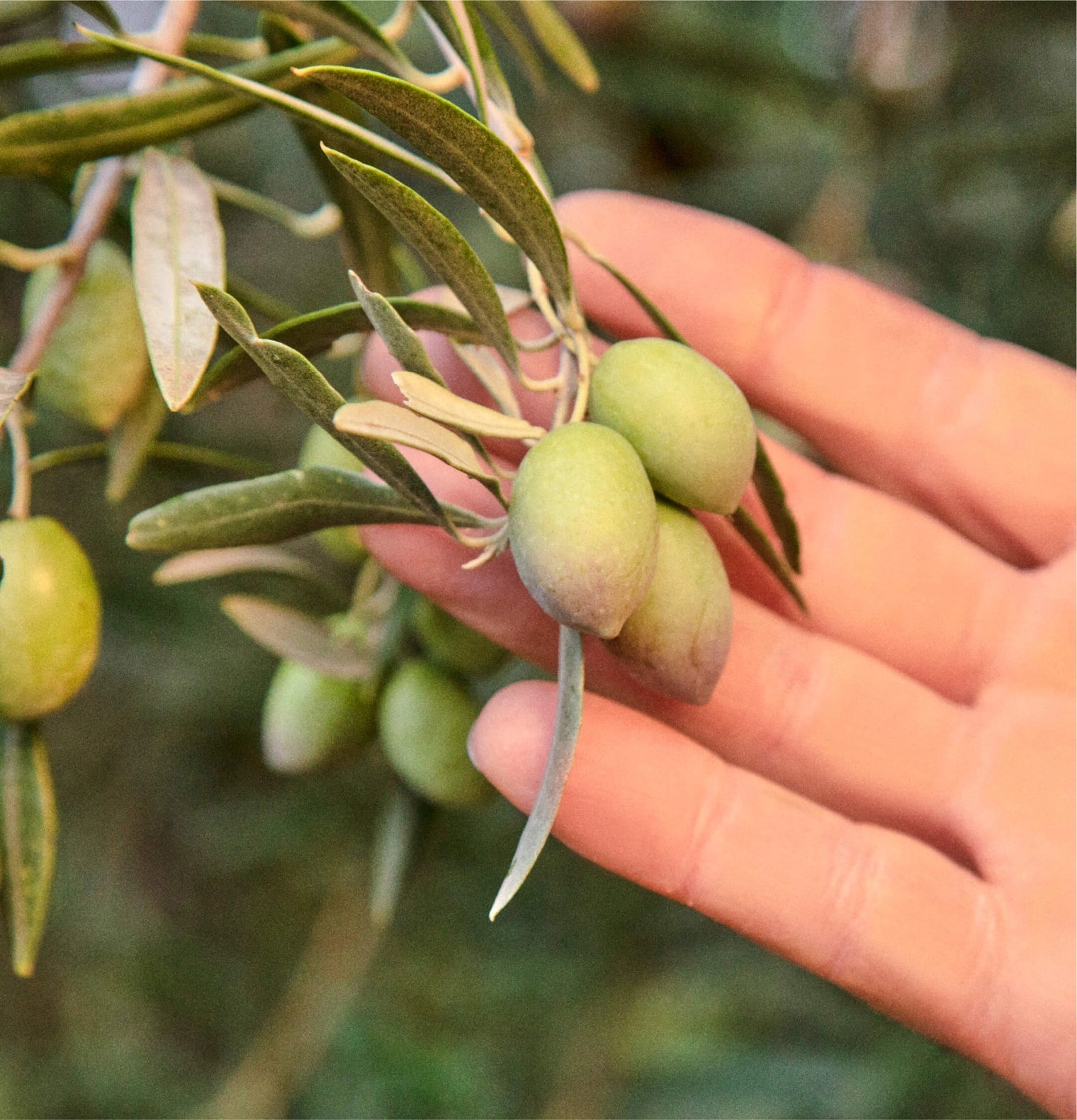 Drizzle Graza Extra Virgin Olive Oil