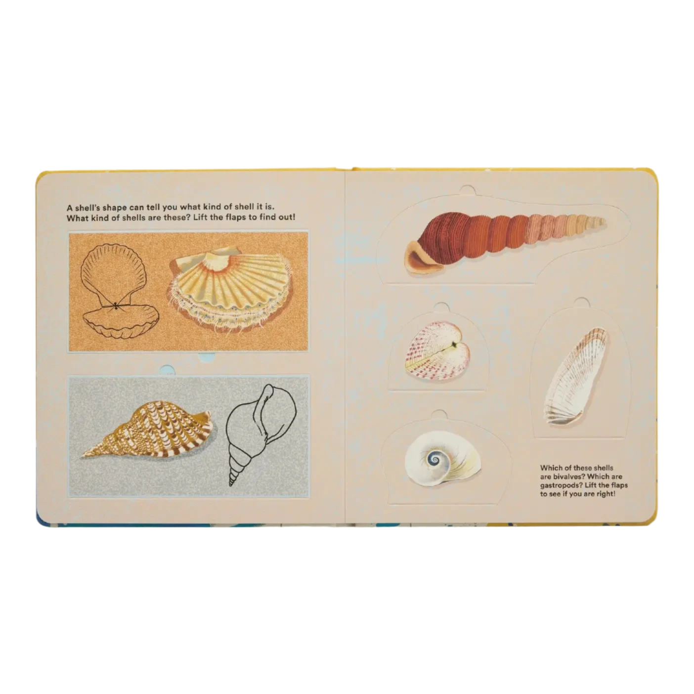 Shells... And What They Hide Inside