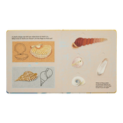 Shells... And What They Hide Inside