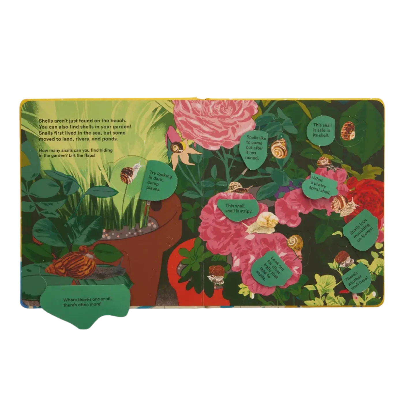 Shells... And What They Hide Inside