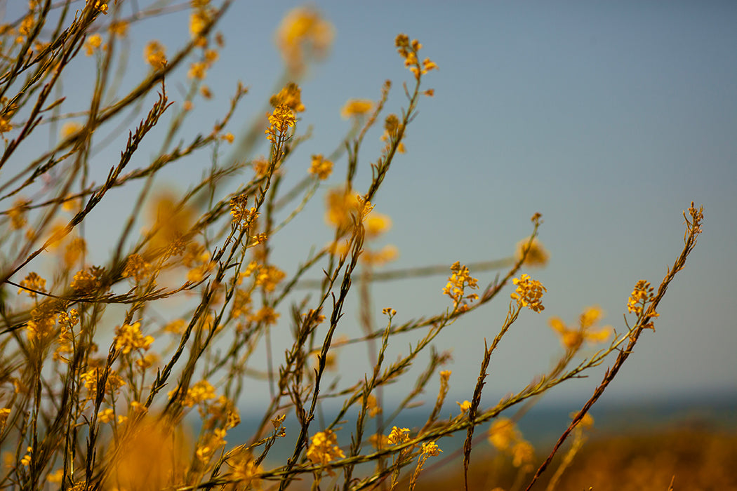 Into the Golden Sun, Fine Art Print