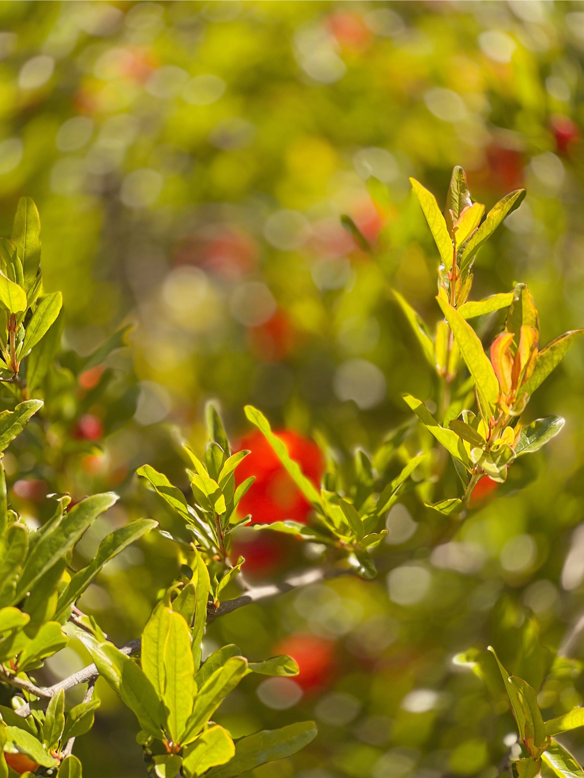 Meadow in Red, Ojai, Fine Art Print