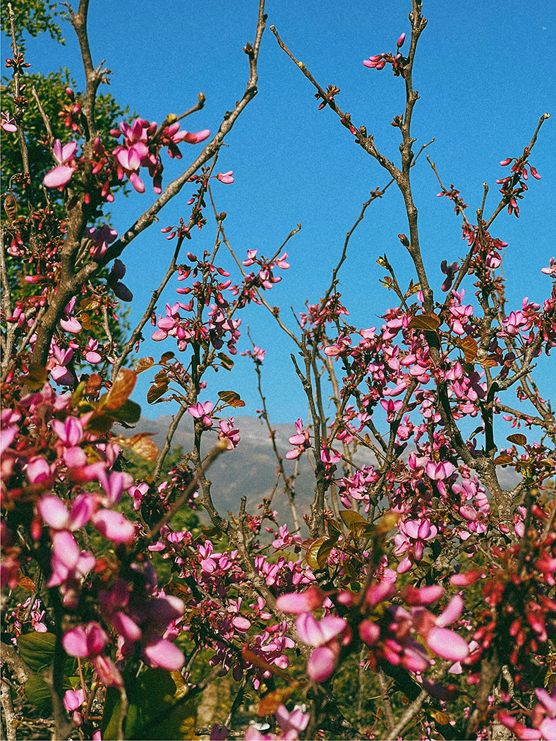 Ojai in Pink, Fine Art Print