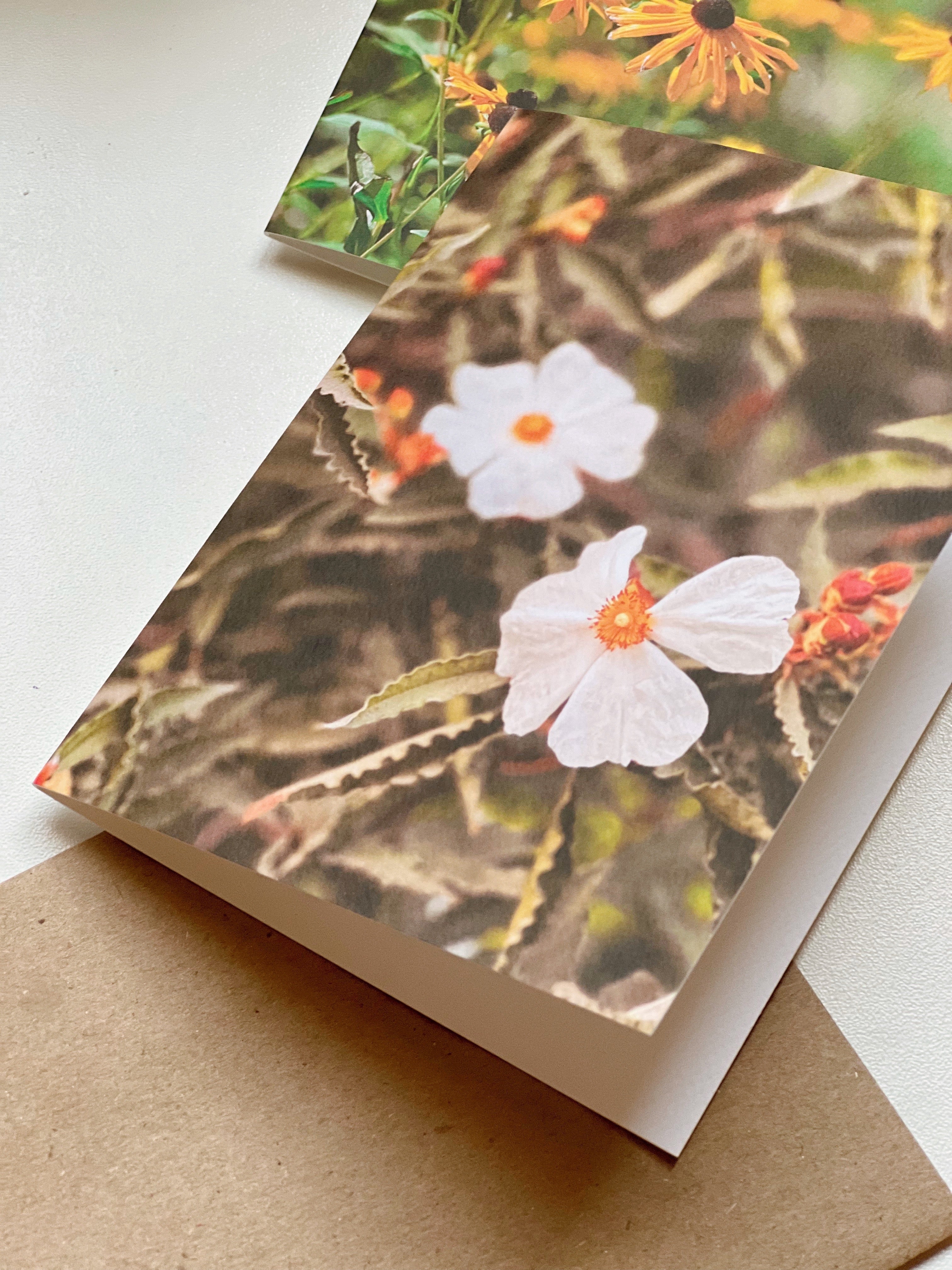 Wildflower in White, Greeting Card