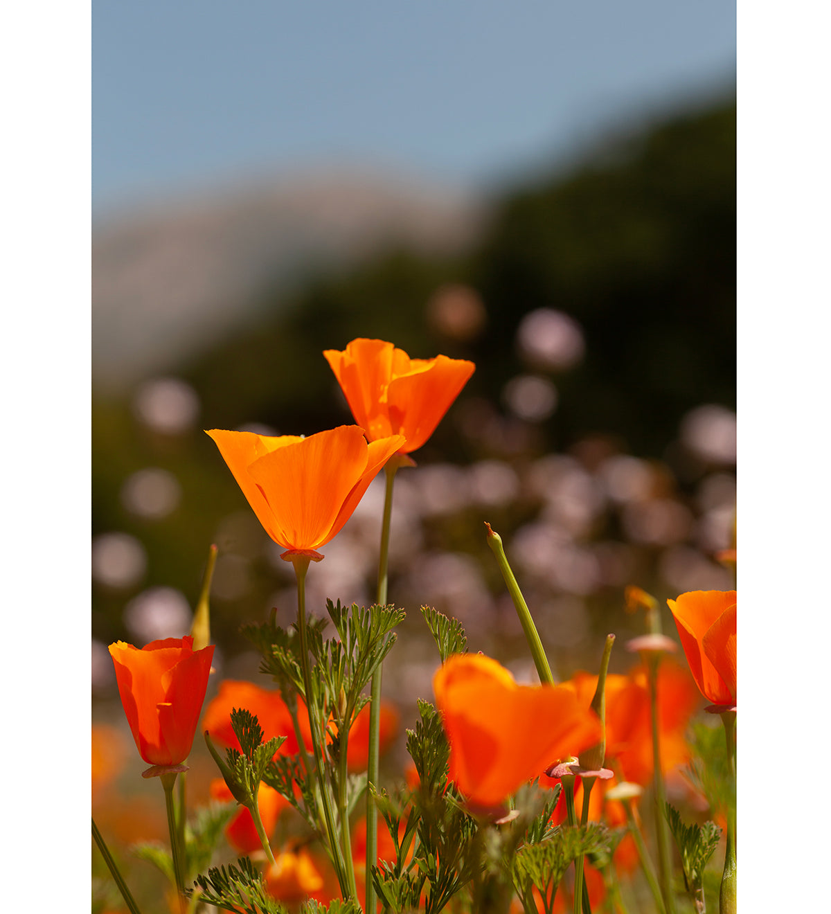 poppy-2-santa-barbara-IMG_7950-rounded-corners_21f2f362-3f72-402f-b623-0c672dbde6aa.jpg