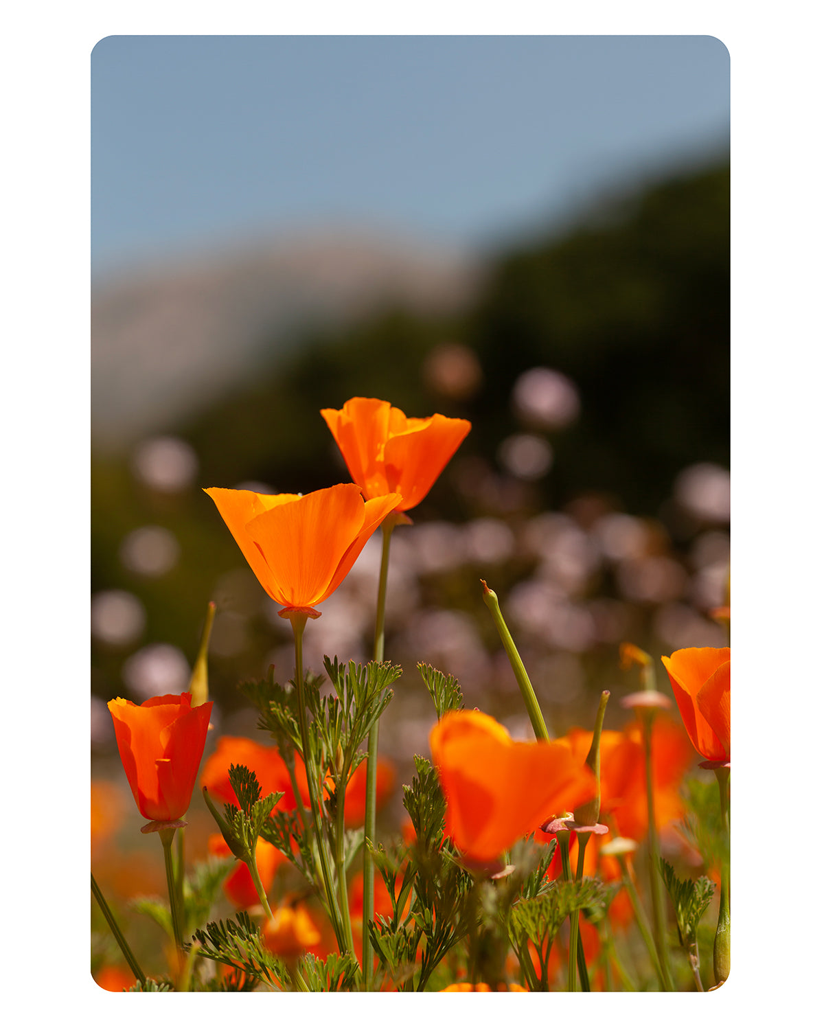 As Far As the Eye Can See, Fine Art Print