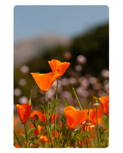 As Far As the Eye Can See, Fine Art Print