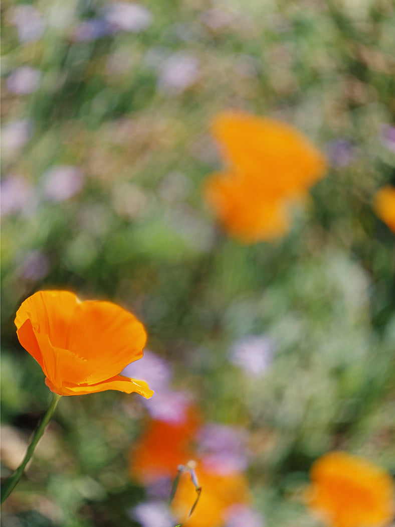 Poppy, Study no.1,  Fine Art Print