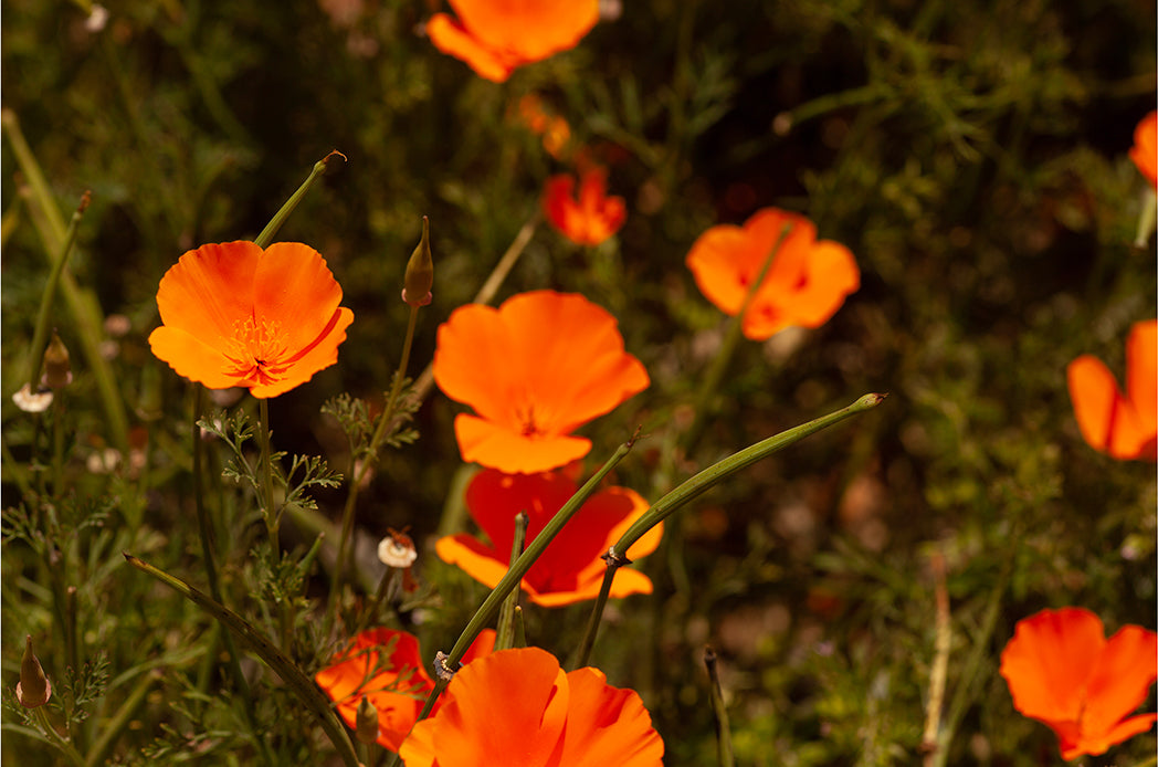 Poppy, Study no.2, Fine Art Print