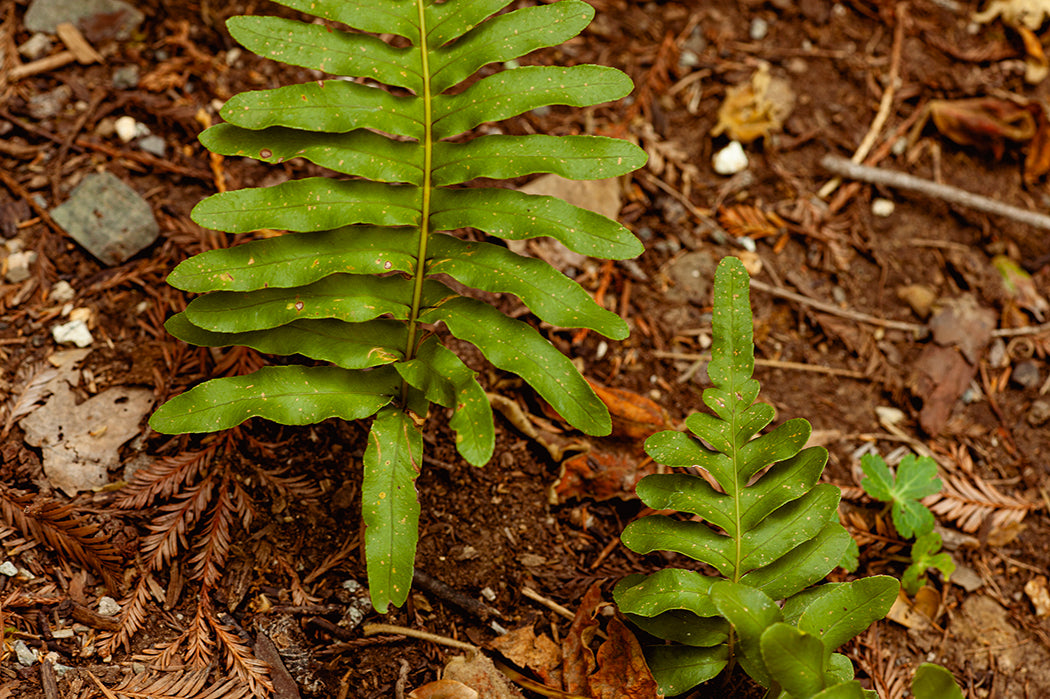 Redwood and Fern, Fine Art Print