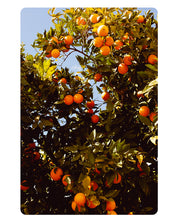 Rejoice in Orange, Fine Art Print