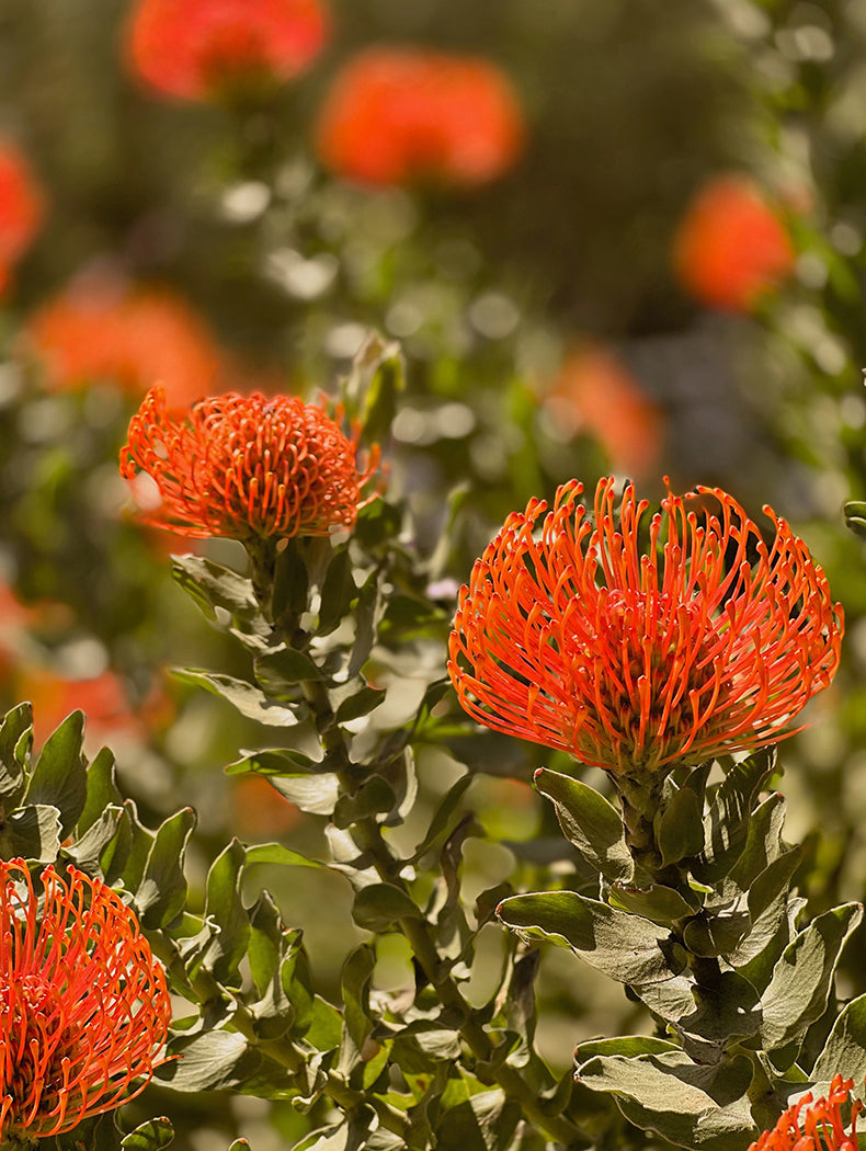 Seaside Protea,Fine Art Print