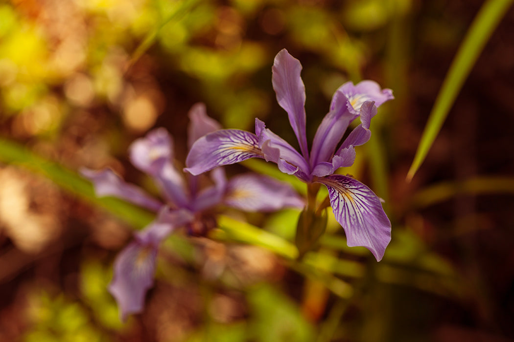 Wild Iris, Fine Art Print