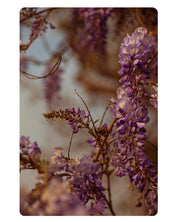 Wisteria, no.1 Fine Art Print