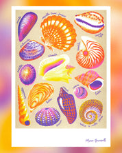 Shells A3 Poster - Manon Bucciarelli