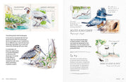 Birds in Watercolour - A Beginner's Guide