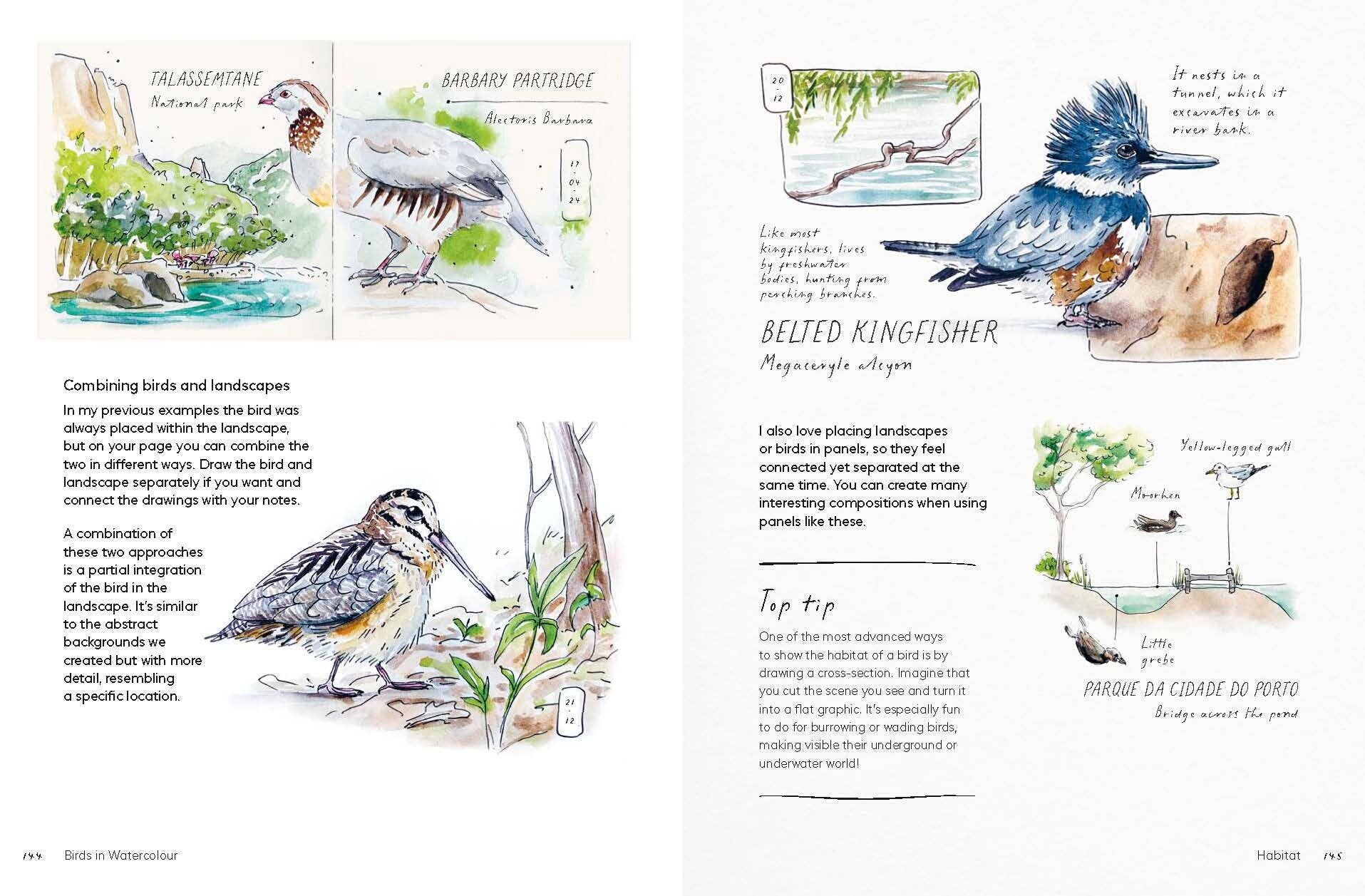 Birds in Watercolour - A Beginner's Guide