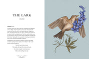 Ornithography by Jessica  Roux