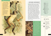 The Little Book of Animals of the Rainforest