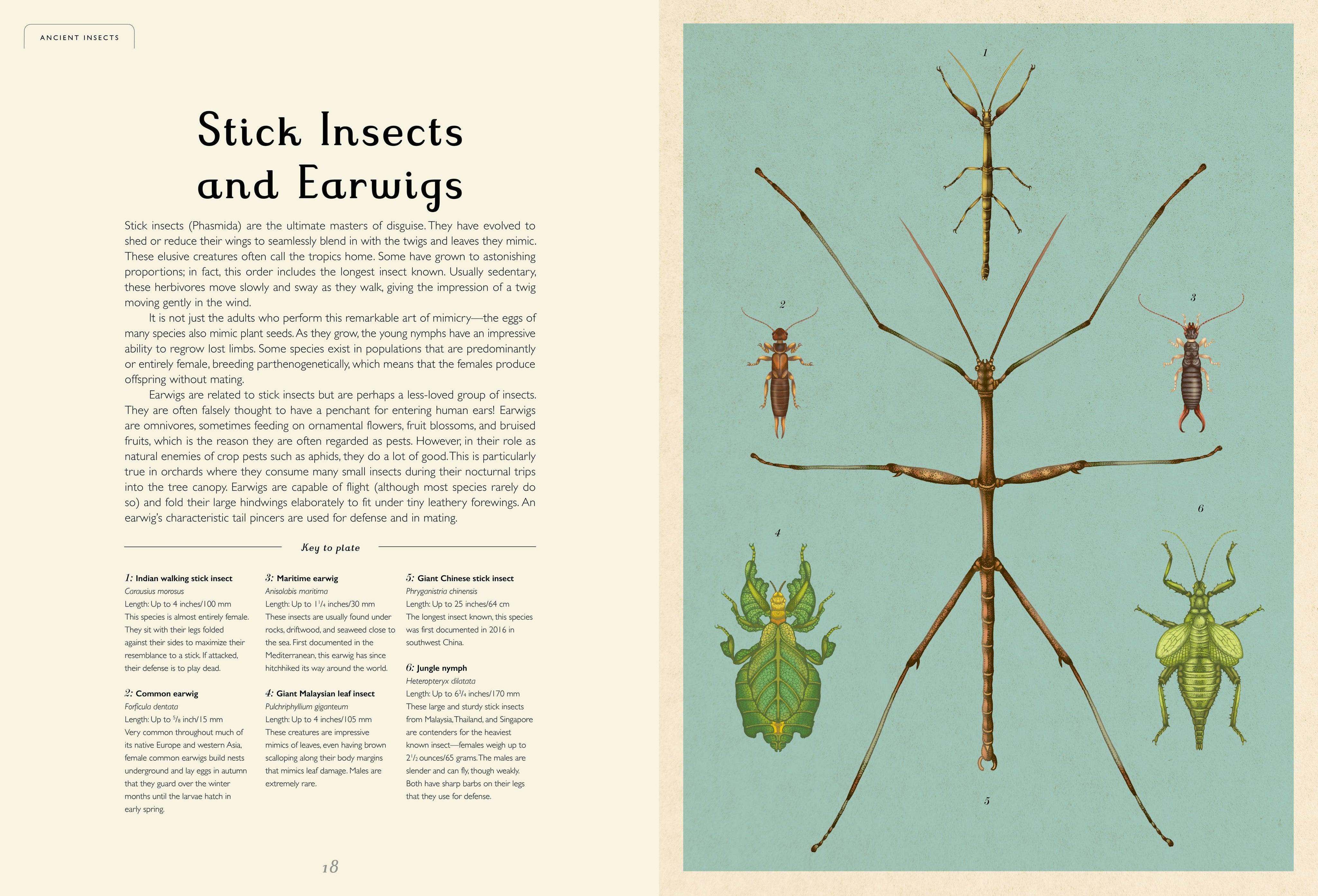 Insectarium