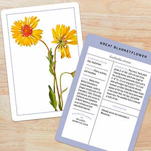 New York Botanical Garden Wildflower ID Flashcards