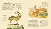 Mammalia (Illustrated Children's Book about Animals)