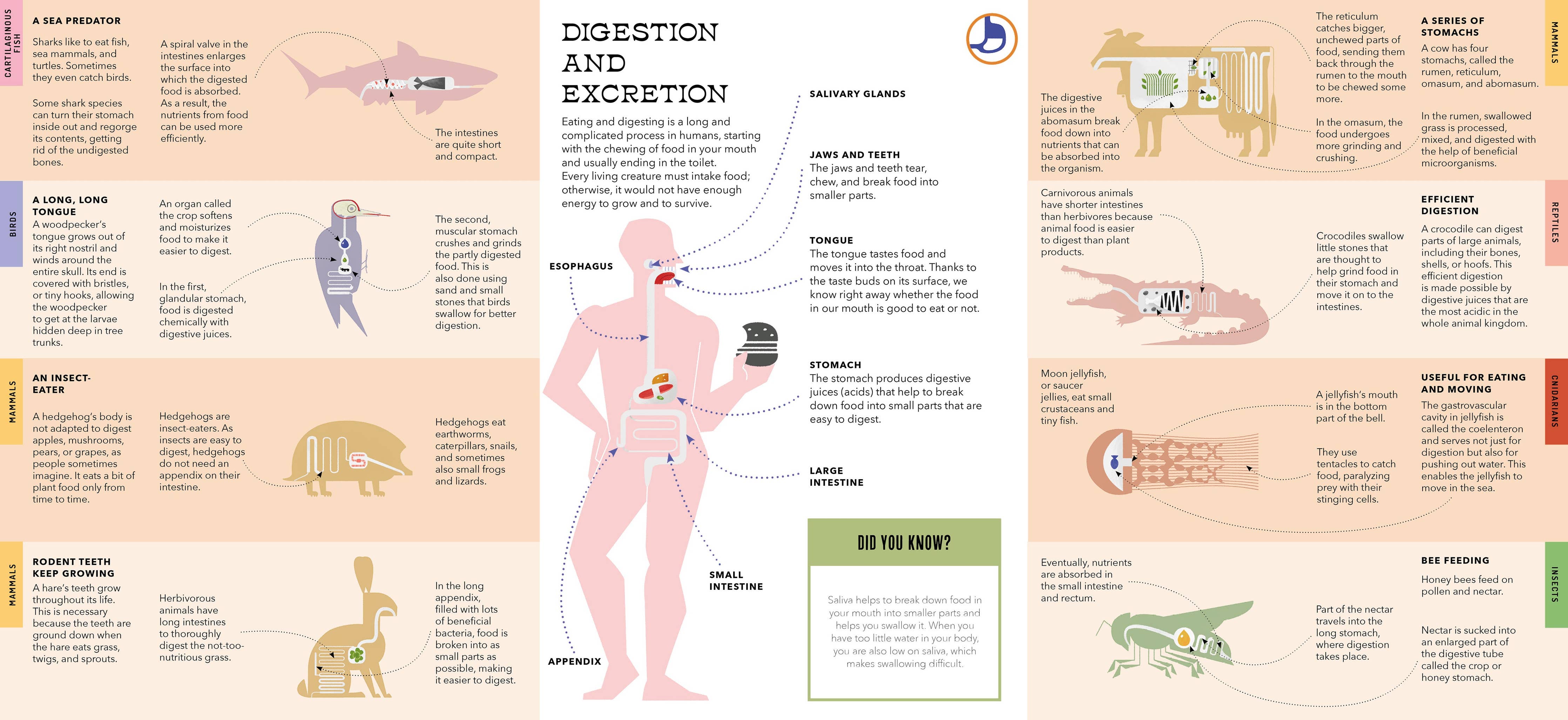 Foldout Anatomy (Interactive Children's Book)