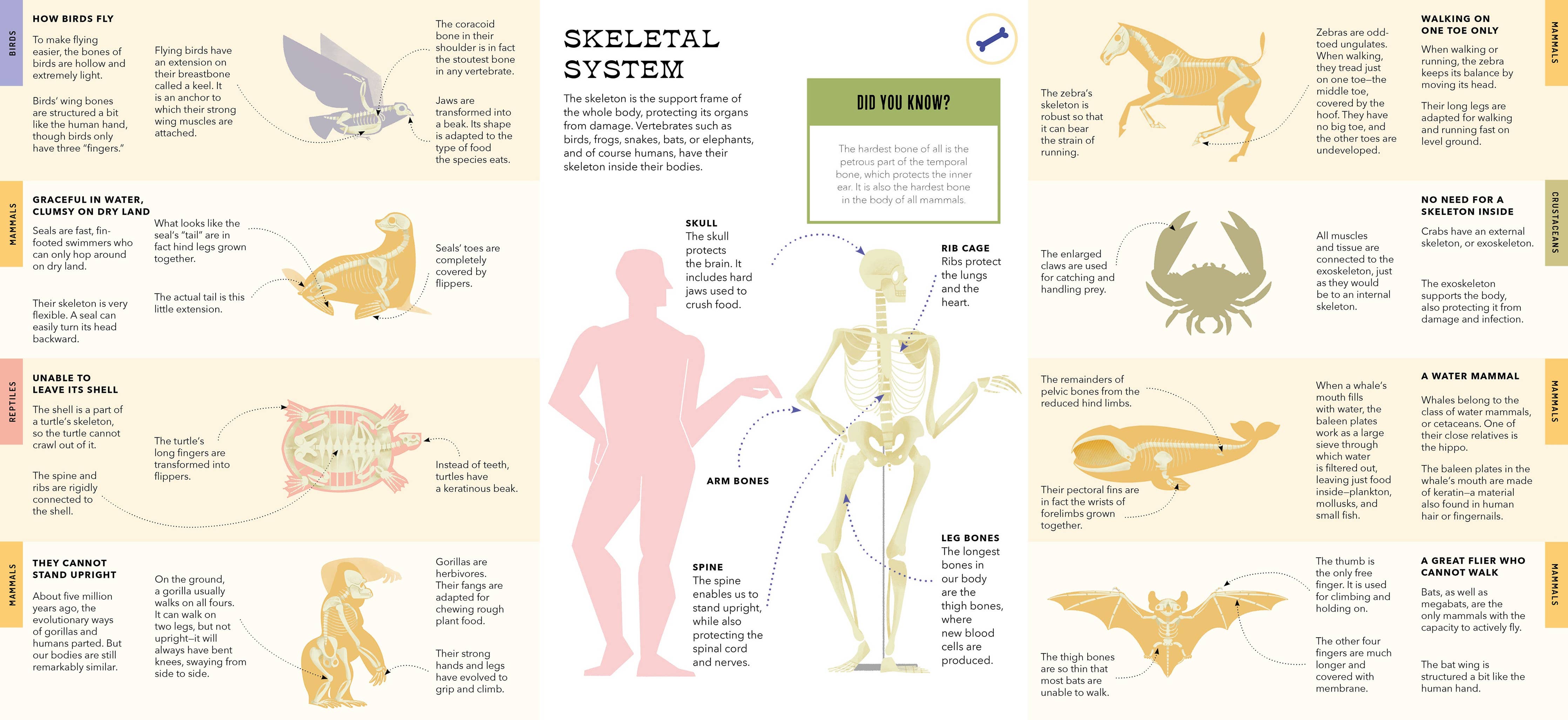 Foldout Anatomy (Interactive Children's Book)