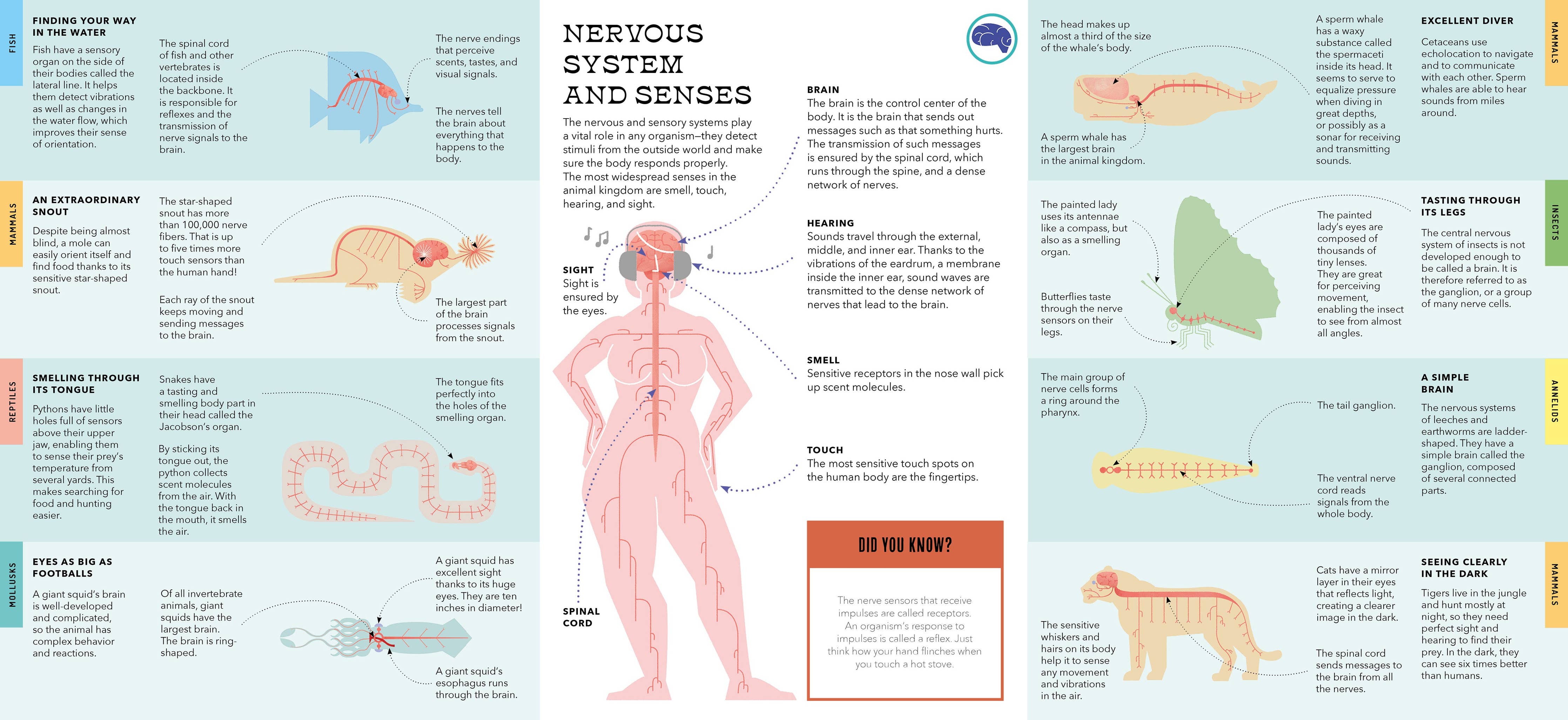 Foldout Anatomy (Interactive Children's Book)