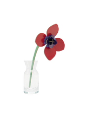 Red Anemone | DIY 3D Small Everlasting Flower Craft Kit