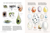 Birds in Watercolour - A Beginner's Guide