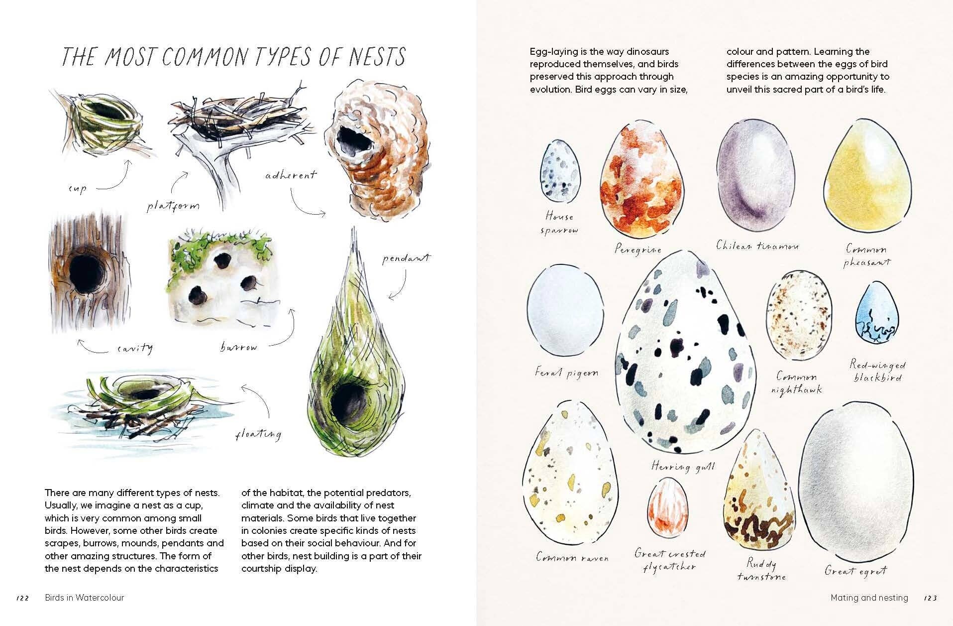 Birds in Watercolour - A Beginner's Guide